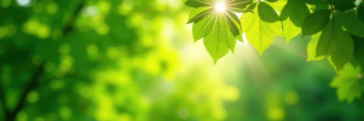 Sunlight diffused by a green canopy of leaves above, green, natural, nature