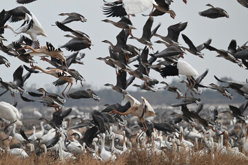 Fototapeta premium flock of seagulls on the beach