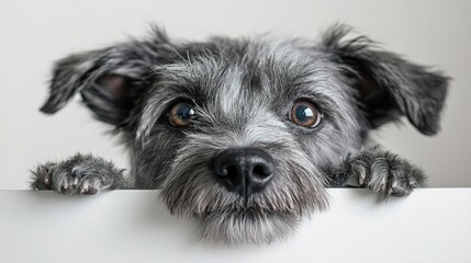 Playful gray dog peeking over a white edge, ears perked up in curiosity.