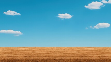 Obraz premium wheat field and blue sky