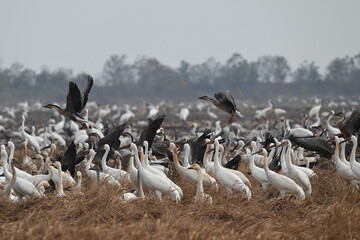 flock of pelicans in flight