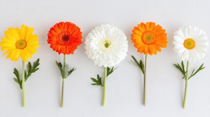 Fototapeta premium Colorful gerbera daisies arranged on white background (1)