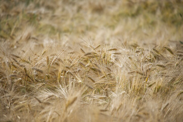 Lush barley field swaying gently in the breeze on a sunny day