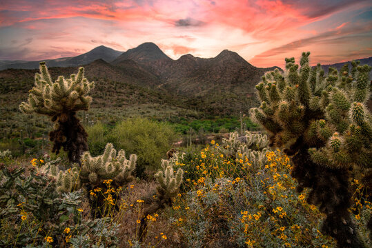 The golden glow of the setting sun illuminates cholla cacti in the rugged desert landscape of Spur Cross, casting dramatic light and shadows over the mountains under a vibrant, cloud-filled sky