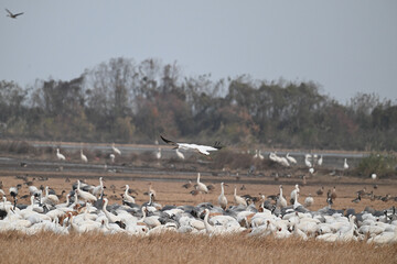 seagulls on the beach