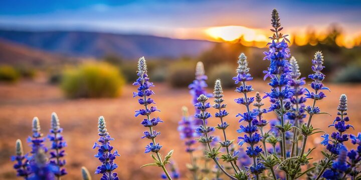 Wild Blue Sage from Yabello, Southern Ethiopia - Abundant Ethiopian Flora