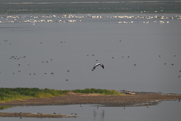 seagulls on the beach