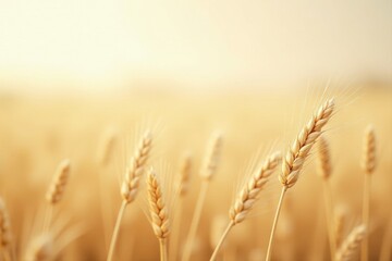 Fototapeta premium Golden Wheat Stalks in a Sunlit Field, a Symbol of Abundance and the Harvest Season