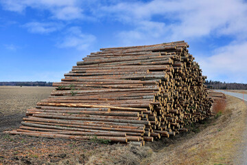 Large pile of spruce logs for pulpwood waiting for transport to the sawmill. 