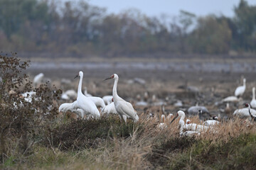 swans on the river