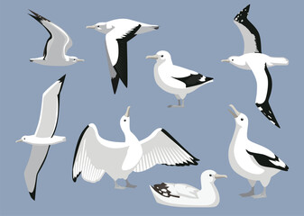 Snowy Albatross Sea Bird Various Poses Cartoon Vector Illustration Isolated