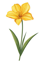 Orange daffodil flower illustration isolated on transparent background
