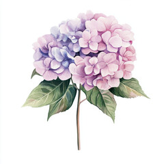 beautiful hydrangea bouquet featuring soft pink and purple flowers, perfect for wedding stationery or floral decor