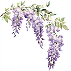 Fototapeta premium Ethereal wisteria vine with delicate purple flowers and green leaves, creating graceful floral element
