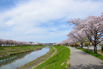 満開の桜づつみ回廊