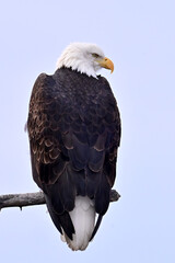 An American bald eagle (Haliaeetus leucocephalus) perched in a cottonwood tree surveys Alaska's boreal forest.