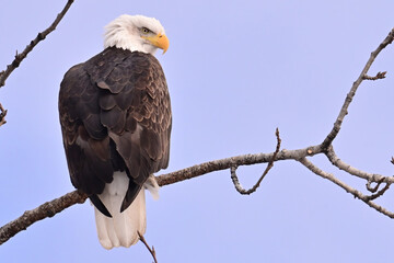 An American bald eagle (Haliaeetus leucocephalus) perched in a cottonwood tree surveys Alaska's boreal forest.