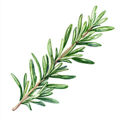 Obraz premium Fresh rosemary sprig, vibrant green herb, perfect for culinary use