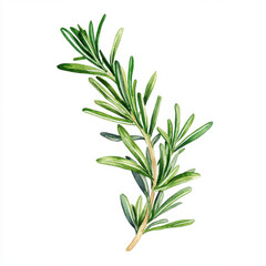 Fototapeta premium Fresh rosemary sprig illustration, vibrant green herb for culinary use