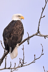 An American bald eagle (Haliaeetus leucocephalus) perched in a cottonwood tree surveys Alaska's boreal forest.
