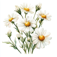 Obraz premium beautiful bouquet of white daisies with yellow centers, showcasing delicate petals and green stems, perfect for herbal decoration