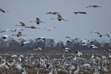 seagulls on the beach