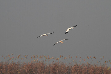 flock of seagulls flying