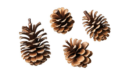 A set of natural pine cones in different poses isolated on transparent background, detailed textures and warm tones for fall decor and seasonal design