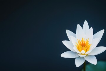 Close Up White Water Lily Blossom with Yellow Center on Dark Background