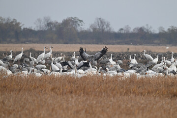 Obraz premium flock of seagulls