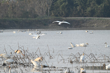Obraz premium snow geese in the snow