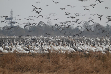 seagulls on the beach