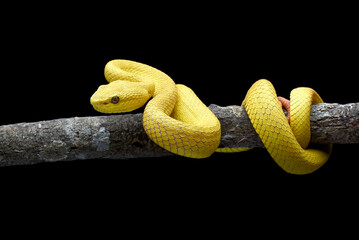 Yellow white-lipped pit viper in black background

