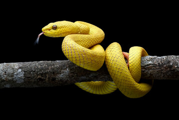 Yellow white-lipped pit viper in black background
