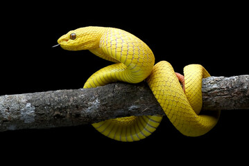 Yellow white-lipped pit viper in black background
