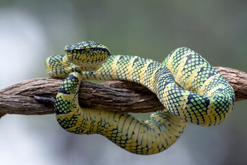 Wagler's pit viper on tree branch