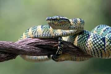 Wagler's pit viper on tree branch