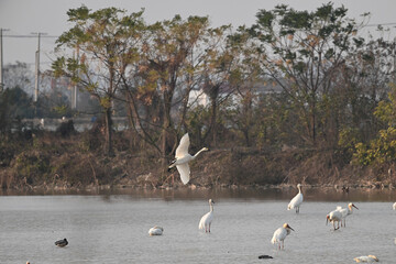 Obraz premium seagulls on the beach