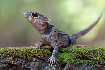 little dragon from east indonesia, crocodile skink