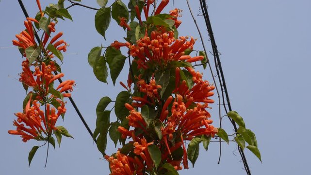 Pyrostegia venusta commonly known as flame vine or orange trumpet vine flowers are blooming on the plant	
