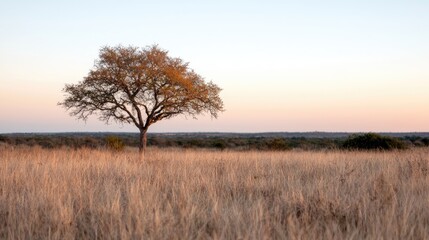 Lone Tree in a Golden Savanna at Dusk