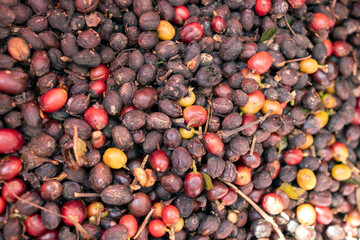 Coffee beans drying in the sun. Coffee plantations at coffee farm