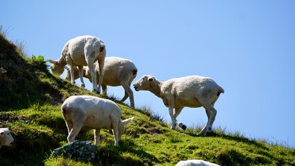 New Zealand Sheep in the spring grazing on new grass