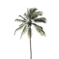 Tall Palm Tree Against Black Background Tropical Nature Scene