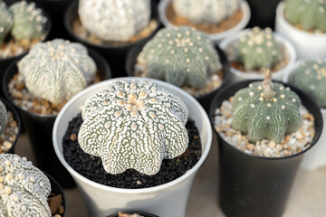 Astrophytum cactus close up with Akadema stone .