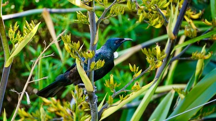 New Zealand black bird perched in a bush