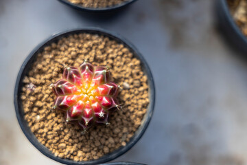 Gymnocalycium mihanovichii is a type of cactus or succulents