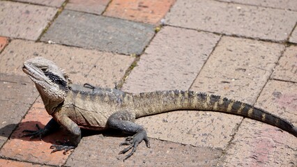 Bearded dragon lizard sun bathing on a brick road