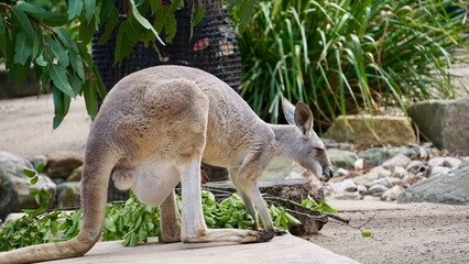 Closeup of an Australian Kangaroo