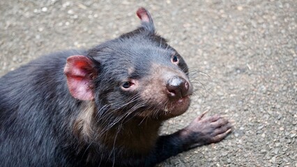 Closeup of an Australian Tasmanian Devil